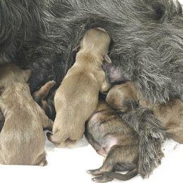 Shih Tzu puppies from Guillot Shih Tzu