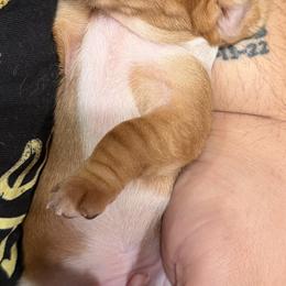 Dachshund Puppies from Witchy Woman’s Wiener’s