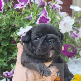 French Bulldog Puppies from The Family Frenchie