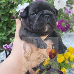 French Bulldog Puppies from The Family Frenchie