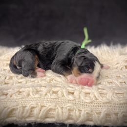 Knox - Tri-color male Bernedoodle puppy in Idaho from Bernese By Barzees