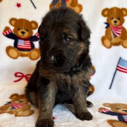 Sarsaparilla - Black and red female German Shepherd puppy in Coplay, Pennsylvania from By My Side Germans Shepherds & Dobermans