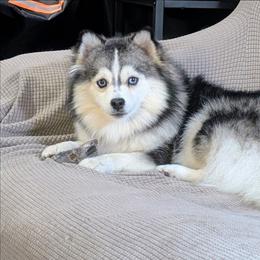 Brooke - Pomsky
