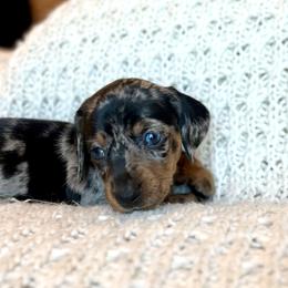 Girl 5 - Dapple female Dachshund puppy in Hollidaysburg, Pennsylvania from Weenie Bros