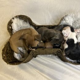 French Bulldog Puppies from For The Love of Frenchies