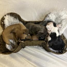 French Bulldog Puppies from For The Love of Frenchies