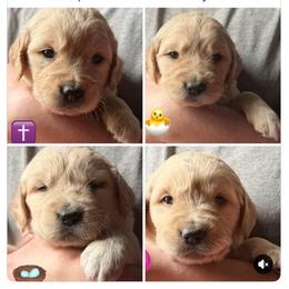2nd pick of the girls - Light golden female Golden Retriever puppy in Fisher, Illinois from Aslan's Pride of Fidei Family Farms