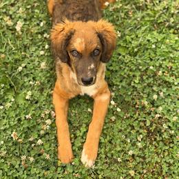 Patsy - Unfurnished Coat - female Australian Mountain Doodle puppy in Pittsburgh, Pennsylvania from WestPenn Doodles LLC