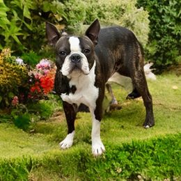 Adolin - Boston Terrier