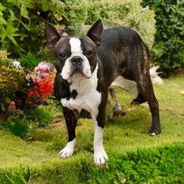 Adolin - Boston Terrier
