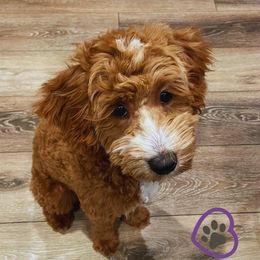 Autumn - Havanese