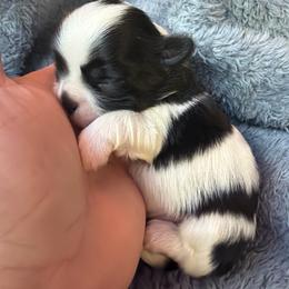 Black and white - Black and white male Shih Tzu puppy in Citrus Heights, California from The Lion dog Shih Tzu