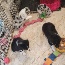 Australian Shepherd Puppies from Winsome Aussies
