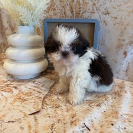 Charlie - Chocolate male Shih Tzu puppy in Success, Missouri from Sweet Success