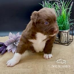 Ruby - Red & white female Australian Shepherd puppy in Thornton, Colorado from 303 Aussies