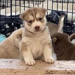 Siberian Huskies from Morales Pedigree