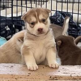 Siberian Huskies from Morales Pedigree