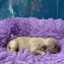 Coffee - Cream and white female Shih Tzu puppy in Bluffton, South Carolina from Cuddly Coastal Cuties