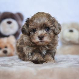 Tavi - Merle male Shihpoo puppy in Nickelsville, Virginia from The Teddybear Shihpoo