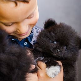 Pomeranian Puppies from Cutie Poms