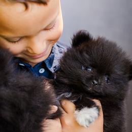 Pomeranian Puppies from Cutie Poms