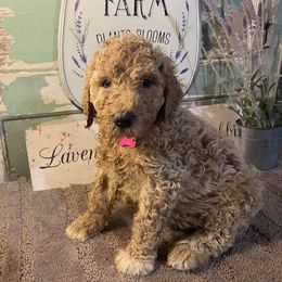 Labradoodle Puppies from Lavender Doodles