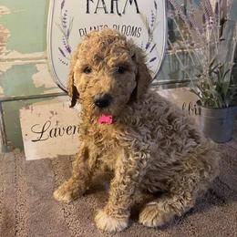 Labradoodle Puppies from Lavender Doodles