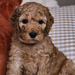 Emmylou - Red female Australian Labradoodle puppy in Connersville, Indiana from Dessie's Doodles
