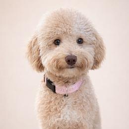 Harliee - Goldendoodle