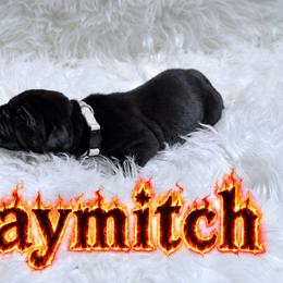 Haymitch - Black male Great Dane puppy in Montgomery, Texas from KD Sweet Southern Danes