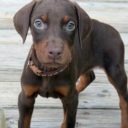 Brown Female - Red and rust female Doberman Pinscher puppy in Madison, Indiana from Jensen Dobermans and Dachshunds