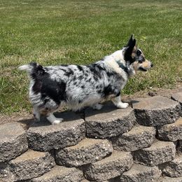Bonnie - Pembroke Welsh Corgi