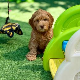 Blue color - Caramel male Australian Labradoodle puppy in Anderson, California from Shaggy Doodles