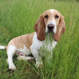 Roscoe - Basset Hound