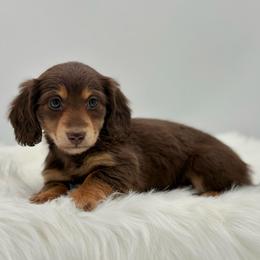 Chilly - Chocolate and tan female Dachshund puppy in Litchfield, Illinois from Charmm Dachshunds