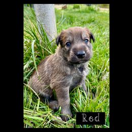 Berger Picard Puppies from Zia Picards Kennel