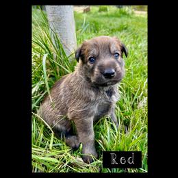 Berger Picard Puppies from Zia Picards Kennel