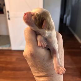 Nora - Blenheim female Cavalier King Charles Spaniel puppy in Lambertville, Michigan from Dream Dog LLC