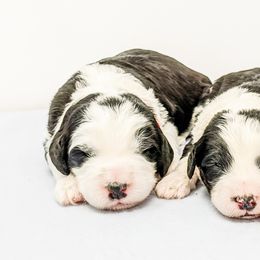 Old English Sheepdog and Sheepadoodle Puppies from Country Roads Sheepdogs & Doodles