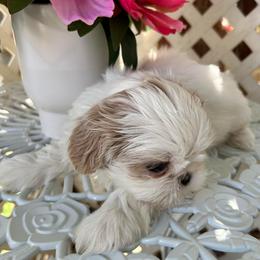 Chrissy - Cream and white female Shih Tzu puppy in Victorville, California from Precioustzus