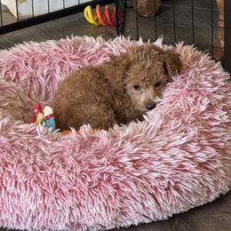 Missy - Apricot female Poodle puppy in Cedar Springs, Michigan from Pridespoodles