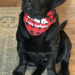Labrador Retrievers from Labs of Woodhaven