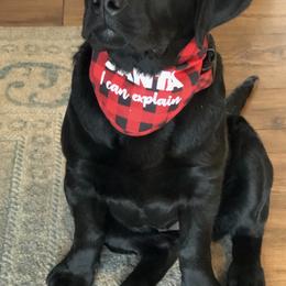 Labrador Retrievers from Labs of Woodhaven