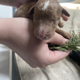 Poodle Puppies from Sweet Country Standards