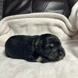 Cooper - Salt and pepper male Miniature Schnauzer puppy in Winterville, Georgia from Patty’s Little Pups
