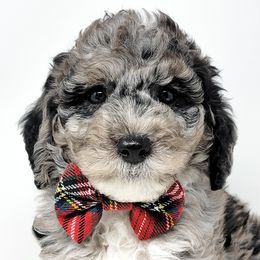 Bernedoodle, Double Doodle, and Goldendoodle Puppies from Winding Creek Ranch