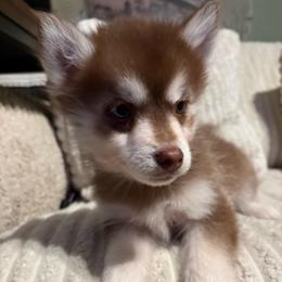 Ember - Chocolate female Pomsky puppy in Valparaiso, Indiana from Valparaiso Pomskys