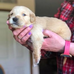 Golden Retriever and Goldendoodle Puppies from Deer Creek Goldens
