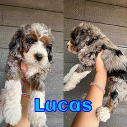 Bernedoodle Puppies from Over the Moon Poodles and Doodles