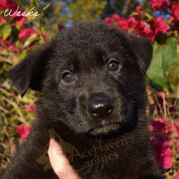 Green Collar - Black male German Shepherd puppy in Orlando, Florida from AceHaven Canines